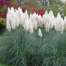 100 Seeds Giant White Pampas Grass Seeds Ornamental Grass for Landscaping (Seeds)