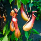 10 Seeds Lowland Nepenthes Seeds for Planting Pitcher Plant (Seeds)