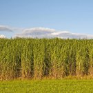 1,000 Seeds Switchgrass Seeds for Planting Fast Growing Prairie Grass (Seeds) 1,000 Seeds Switchgrass Seeds for Planting Fast Growing Prairie Grass (Seeds)