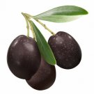 25 Seeds Olive Tree Seeds for Planting Olea europaea (Seeds)