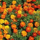 1,200 Seeds Marigold Seeds for Planting Beautiful Multi Colored Flowers (Seeds)