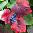 10 Seeds Crimson Glory Grape Vine Seeds for Planting Vitis coignetiae (Seeds) 10 Seeds Crimson Glory Grape Vine Seeds for Planting Vitis coignetiae (Seeds)