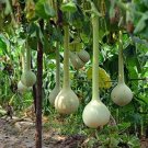 10 Seeds Dipper Gourd (Seeds)