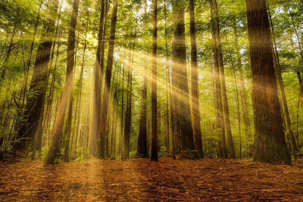 25 Seeds Redwood Sequoia Tree (Seeds)