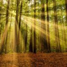 25 Seeds Redwood Sequoia Tree (Seeds)