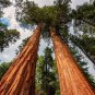 25 Seeds Redwood Sequoia Tree (Seeds)