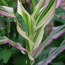 10 Seeds Japonica Corn Seeds for Planting Rare Exotic Plant (Seeds)