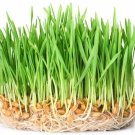 500 Seeds Wheatgrass Sprout Seeds to Grow Tasty and Delicious Sprouts in Just Water (Seeds)