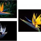 15 Seeds Bird of Paradise Flower Seed Bundle - 3 Colors, Orange, Yellow, White (Seeds)