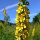 100 Seeds Church Steeples Wildflower Seeds for Planting Agrimonia eupatoria (Seeds)