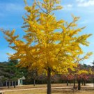 6 Seeds Ginko Biloba Tree Seeds to Plant Edible Leaves Promote Memory (Seeds)