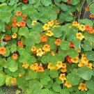 100 Seeds Tall Trailing Mix Nasturtium for Planting - Attractive Mixed Color Blooming Vine (Seeds)
