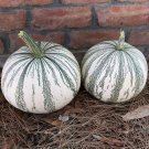 10 Seeds Silver Edge Pumpkin Seeds for Planting Exotic Striped Squash Easy to Grow (Seeds)