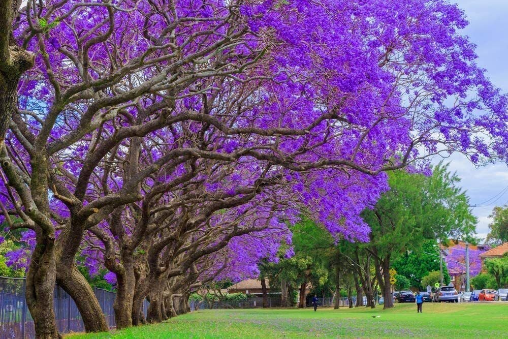 30 Seeds Jacaranda Tree Seeds Stunning Flowering Tree (Seeds)