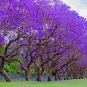 30 Seeds Jacaranda Tree Seeds Stunning Flowering Tree (Seeds)
