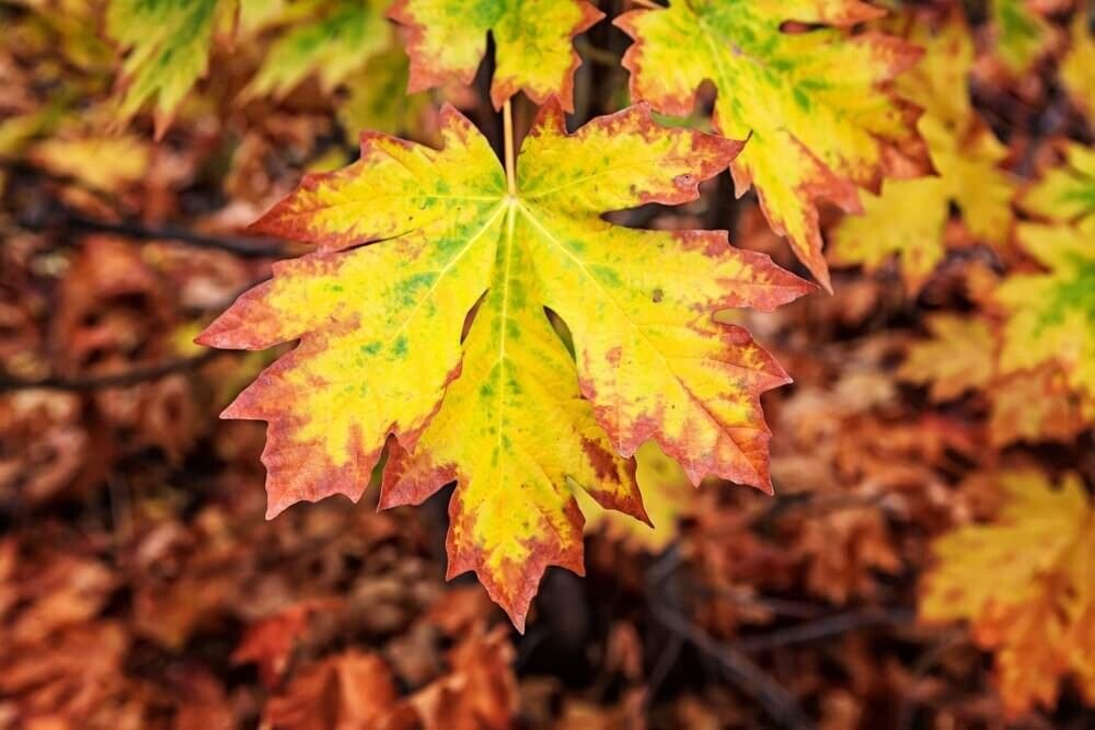 30+ Seeds Bigleaf Maple Tree Seeds for Planting (Seeds)