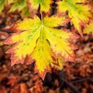 30+ Seeds Bigleaf Maple Tree Seeds for Planting (Seeds)