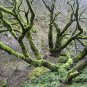 30+ Seeds Bigleaf Maple Tree Seeds for Planting (Seeds)
