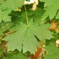 30+ Seeds Bigleaf Maple Tree Seeds for Planting (Seeds)