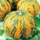20 Seeds Exotic Green and Orange Pumpkin Seeds to Grow Stunning Multi Color Pumpkins (Seeds) 20 Seeds Exotic Green and Orange Pumpkin Seeds to Grow Stunning Multi Color Pumpkins (Seeds)
