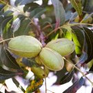 5 Seeds Northern Pecan Trees Seeds for Planting Carya illinoinensis (Seeds)