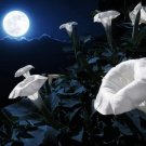 20 Seeds Tropical White Knight Vine Seeds Blooms at Night Reflects Moonlight Exotic (Seeds)