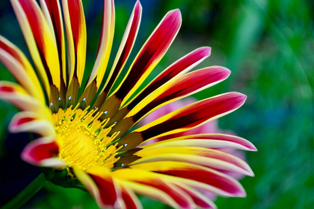 100 Seeds Gazania (Seeds)