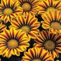 100 Seeds Gazania (Seeds)