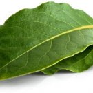 4 Seeds Sweet Bay Laurel Herb Tree Seeds to Plant Laurus nobilis (Seeds)