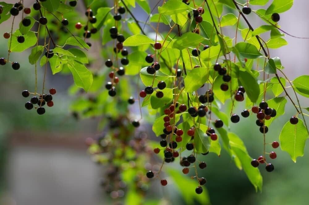 1 Seed Hackberry Tree Seedlings for Planting - Great for Landscape and Wildlife (Seeds)