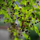 1 Seed Hackberry Tree Seedlings for Planting - Great for Landscape and Wildlife (Seeds)
