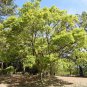 1 Seed Hackberry Tree Seedlings for Planting - Great for Landscape and Wildlife (Seeds)