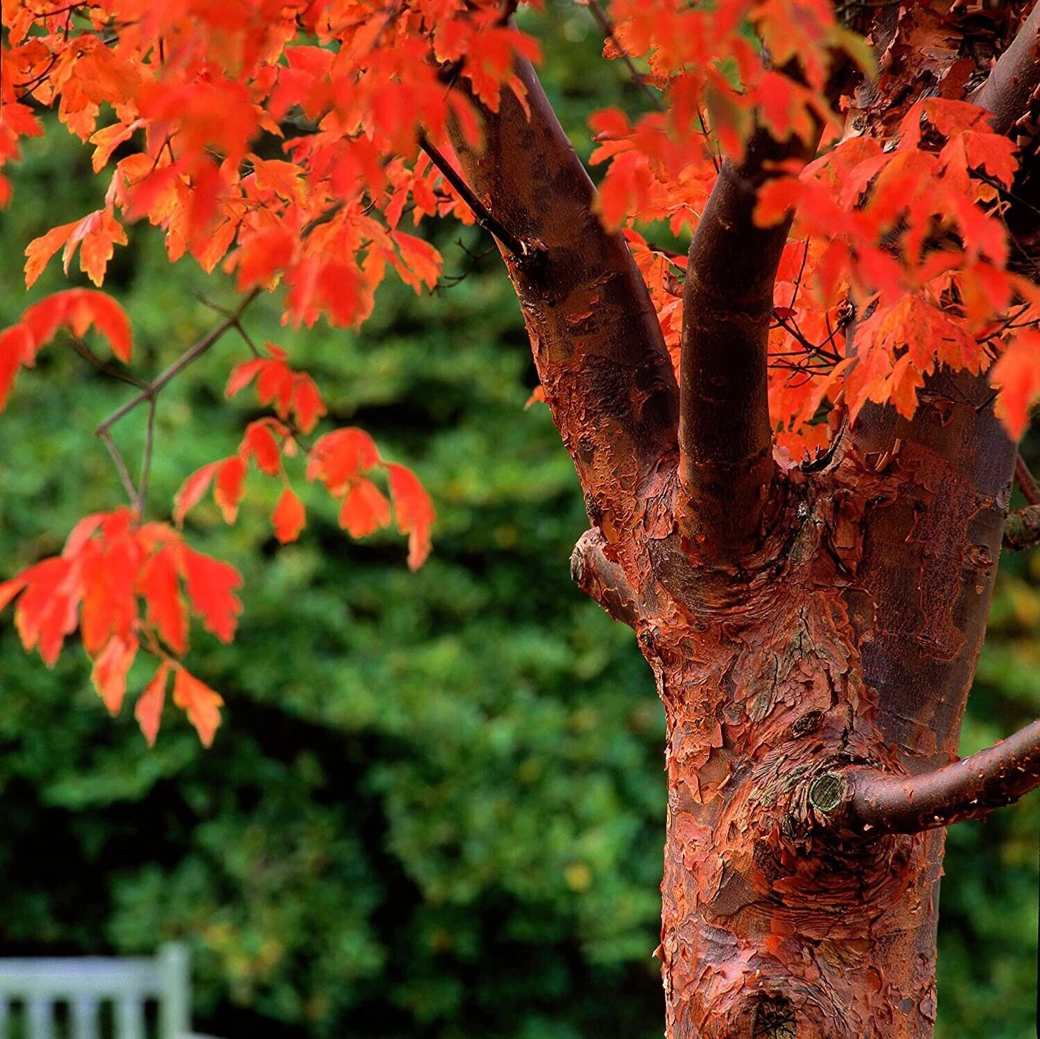 10 Seeds Paperbark Maple Tree Seeds for Planting Stunning Peeling Cinnamon Colored Bark (Seeds)