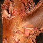 10 Seeds Paperbark Maple Tree Seeds for Planting Stunning Peeling Cinnamon Colored Bark (Seeds)