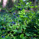 30 Seeds Lowbush Blueberry Seeds to Grow (Seeds)