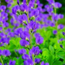 100 Seeds Wild Blue Indigo Bush Seeds for Planting Baptisia Australis (Seeds) 100 Seeds Wild Blue Indigo Bush Seeds for Planting Baptisia Australis (Seeds)