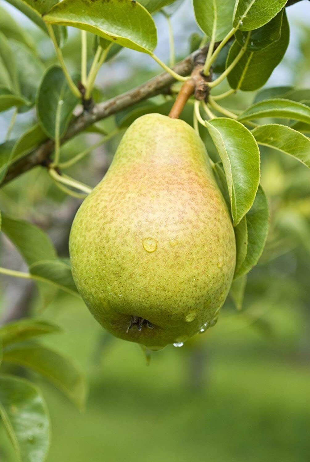 8 Seeds Pear Tree Seeds Grow Fruit Bearing Pear Tree (Seeds)