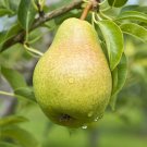 8 Seeds Pear Tree Seeds Grow Fruit Bearing Pear Tree (Seeds)