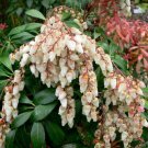 30 Seeds Forest Flame Shrub Seeds Pieris Japonica (Seeds)