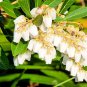 30 Seeds Forest Flame Shrub Seeds Pieris Japonica (Seeds)