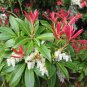 30 Seeds Forest Flame Shrub Seeds Pieris Japonica (Seeds)