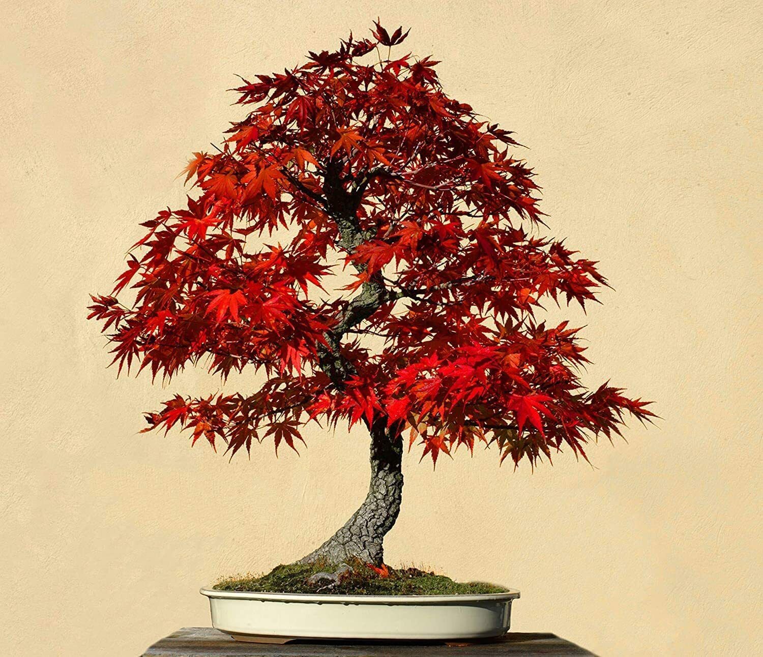 30 Seeds Red Maple Bonsai Tree (Seeds)