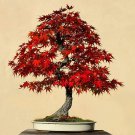30 Seeds Red Maple Bonsai Tree (Seeds)