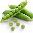 25 Seeds Sweet Pea Seeds for Planting (Seeds)