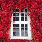 25 Seeds Virginia Creeper Seeds Parthenocissus quinquefolia (Seeds)