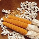 25 Seeds Snow Puff Popcorn Grow Your own Popcorn (Seeds)