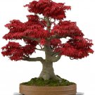 20 Seeds Red Japanese Maple Tree Bonsai (Seeds)