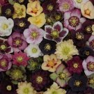 5 Seeds Lenten Rose Seeds for Planting - Helleborus orientalis - Rare Flower (Seeds)