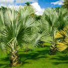 20 Seeds Mexican Fan Palm Tree Seeds Washingtonia Robusta Premium Quality Tree (Seeds)
