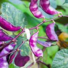 10 Seeds Purple Hyacinth Bean Red Leaved Plant Vine (Seeds)